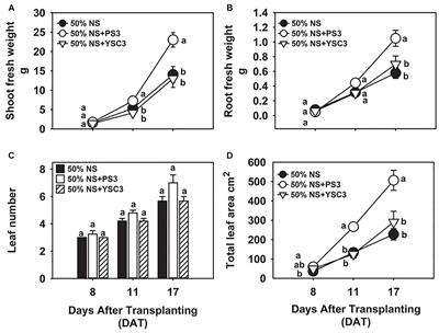 The Photosynthetic Bacterium Rhodopseudomonas palustris Strain PS3 Exerts Plant Growth-Promoting Effects by Stimulating Nitrogen Uptake and Elevating Auxin Levels in Expanding Leaves